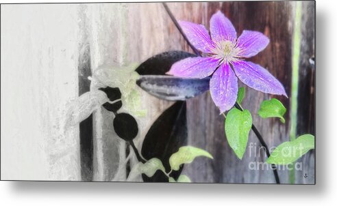 Fine Art Photography Metal Print featuring the photograph Clematis #3 by John Strong