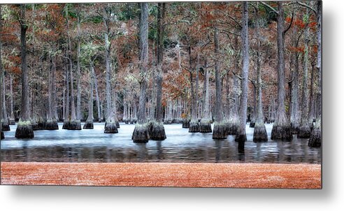  Metal Print featuring the photograph Cypress Trees of Autumn by C Renee Martin