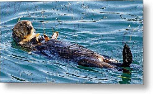 Kj Swan Aquatic Animals Metal Print featuring the photograph Dining Al Fresco - Sea Otter by KJ Swan
