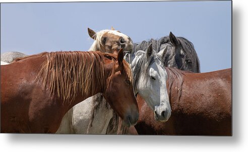 Panorama Metal Print featuring the photograph Happy to be Here by Mary Hone