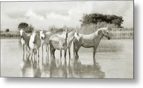 Horse Metal Print featuring the photograph Wild Horses Resting by Karen Lynch