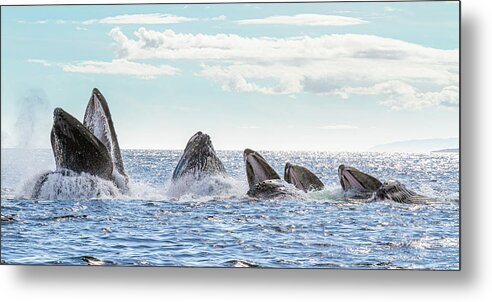Whale Metal Print featuring the photograph Humpbacks in a Row by Michael Rauwolf