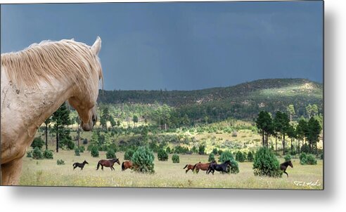 Stallion Metal Print featuring the photograph Looking Back. by Paul Martin