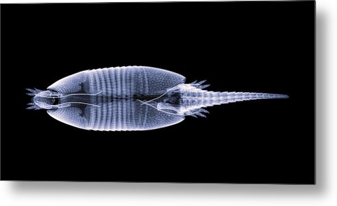 Mammal Metal Print featuring the photograph Nine-banded Armadillo body-1 by Rob Graham
