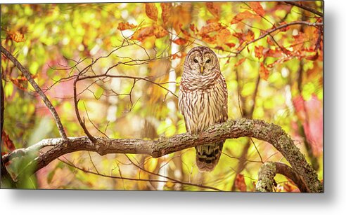 Barred Owl Metal Print featuring the photograph Owl In Fall by Jordan Hill