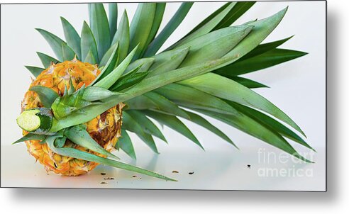 Pineapple Panorama Metal Print featuring the photograph Pineapple Panorama by Olga Hamilton