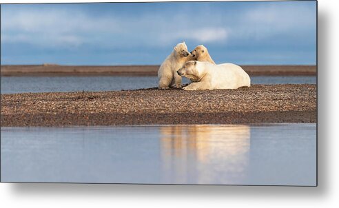 Arctic Metal Print featuring the photograph Polar Bear Siblings with Mom by Scott Slone
