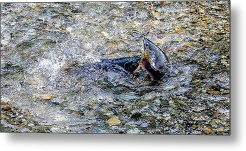 Salmon Metal Print featuring the photograph Salmon 18A by Sally Fuller