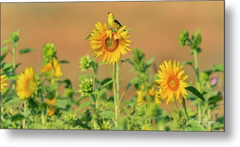 Field Of Flowers Metal Print featuring the photograph Sunflower Sunrise by Peg Runyan