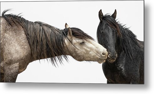 Wild Horses Metal Print featuring the photograph Test by Mary Hone