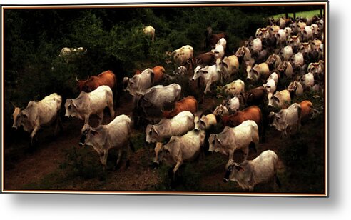Cattle Metal Print featuring the photograph The Drive Home in Mexico by Wayne King