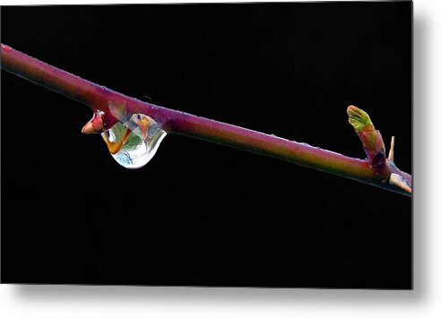 Water Drop Reflections Metal Print featuring the photograph Mini Environment by I'ina Van Lawick