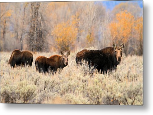 Moose Metal Print featuring the photograph Moose by Donna Kennedy