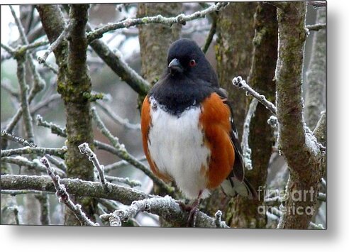 Nature Metal Print featuring the photograph Ole Frosty Toes by Julia Hassett