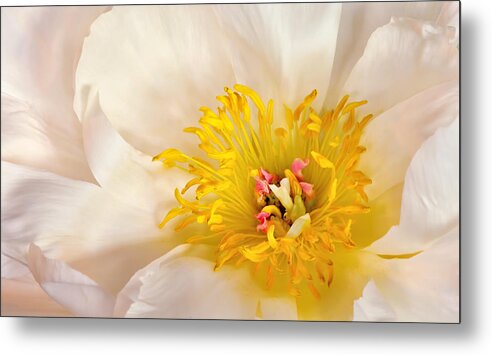 Peony Metal Print featuring the photograph Paeonia by Carol Eade