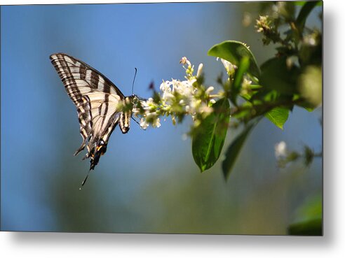Butterfly Metal Print featuring the photograph Swallowtail by Mark Alan Perry