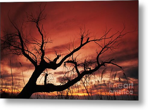 Landscape Metal Print featuring the photograph Branching Out by Terril Heilman