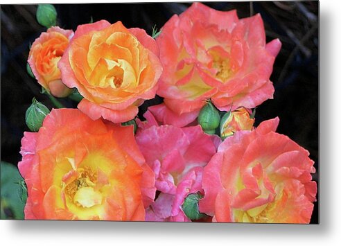 Multi-color Roses Red Yellow Pink Metal Print featuring the photograph Multi-color Roses #1 by Jerry Battle