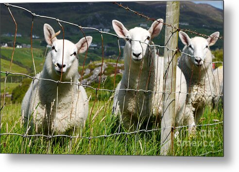 Donegal Ireland Landscape Metal Print featuring the photograph Curious Sheep by Lexa Harpell