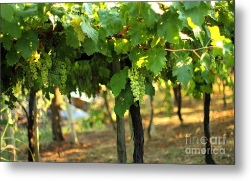 Vineyard Metal Print featuring the photograph Grapevines 5 by Angela Rath