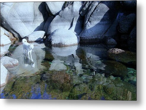 Lake Tahoe Metal Print featuring the photograph Into The Light by Sean Sarsfield