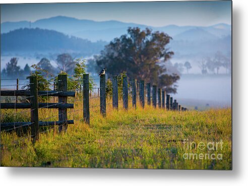 Australian Landscape Metal Print featuring the photograph Magpie morning by Sheila Smart Fine Art Photography