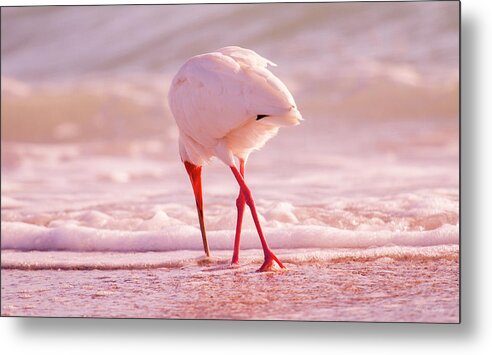 Ibis Metal Print featuring the photograph Meandering Beauty Cortez Beach by Betsy Knapp