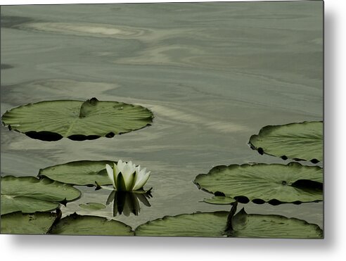 Lily Pad Metal Print featuring the photograph White Water Lily by Cheryl Day