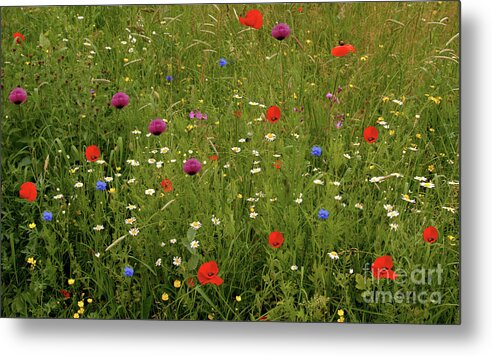 Summer Metal Print featuring the photograph Wild Summer Meadow by Baggieoldboy