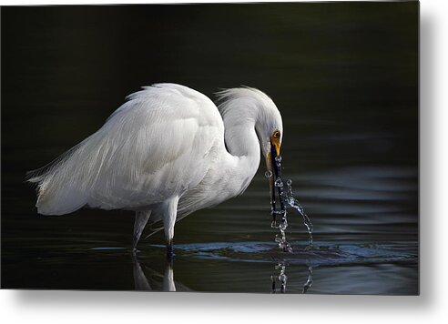 Snowy Egret Fishing Water Droplets Wildlife Birds Feathers Low Angle Action Fishing Metal Print featuring the photograph Jumpy Water by Verdon