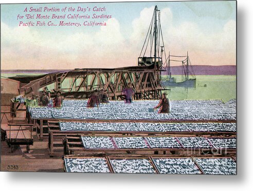 Drying Metal Print featuring the photograph A small portion of the days catch for Del Monte Brand California by Monterey County Historical Society