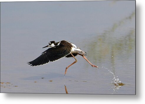 Black-necked Stilt Metal Print featuring the photograph Black-necked Stilt Juvenile 7962-061822-2 by Tam Ryan