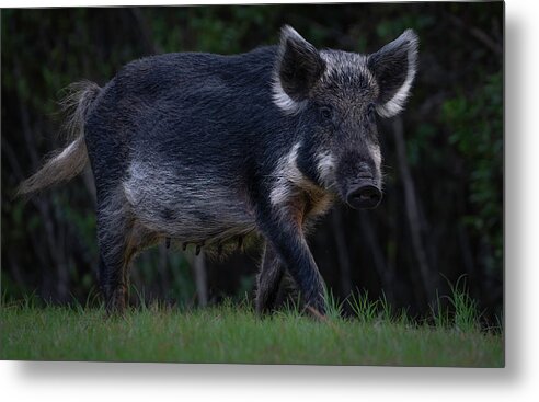 Hog Metal Print featuring the photograph Wild Boar 2 by Larry Marshall