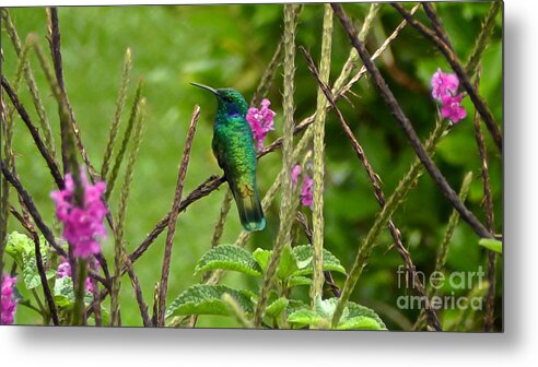 Hummingbirds Metal Print featuring the photograph Birds of Costa Rica #1 by Don Kenworthy
