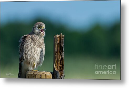 Hungry Juvenile Kestrel Metal Print featuring the photograph Hungry #1 by Torbjorn Swenelius