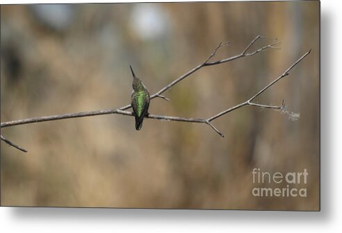 Hummingbird Metal Print featuring the photograph Lone Hummingbird #1 by Jacklyn Duryea Fraizer