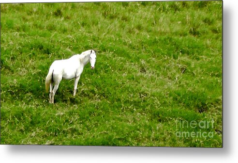 Horses Metal Print featuring the photograph On a White Horse #1 by Don Kenworthy