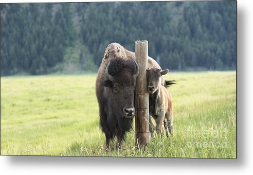 Bison Metal Print featuring the photograph Togetherness #1 by Sandra Bronstein