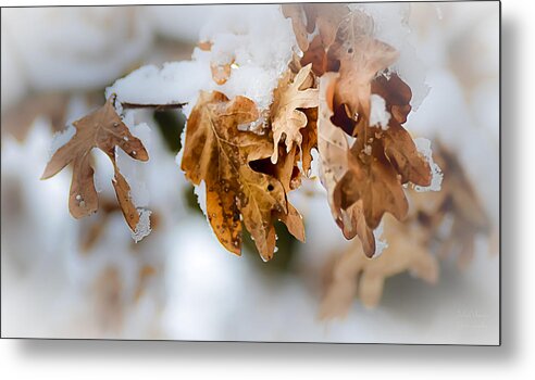 Winter Metal Print featuring the photograph Winter Leaves #2 by Julie Palencia