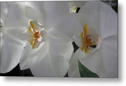 Beauty Metal Print featuring the photograph Orchids #12 by Xueyin Chen