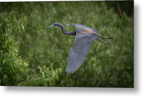Florida Metal Print featuring the photograph Tricolored Heron #13 by Bill Martin