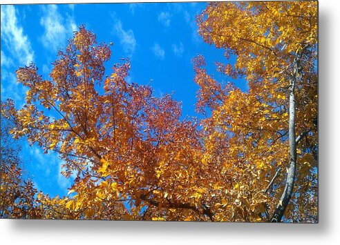 Fall Metal Print featuring the photograph Autumn Color #6 by Kenny Glover