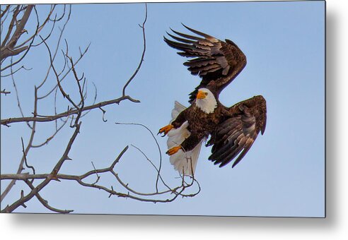 Bald Eagle Metal Print featuring the photograph Heron Hunter #2 by Kevin Dietrich