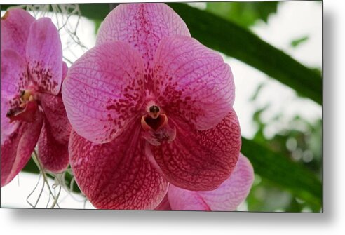 Orchid Metal Print featuring the photograph Pink orchid #2 by Sue Morris