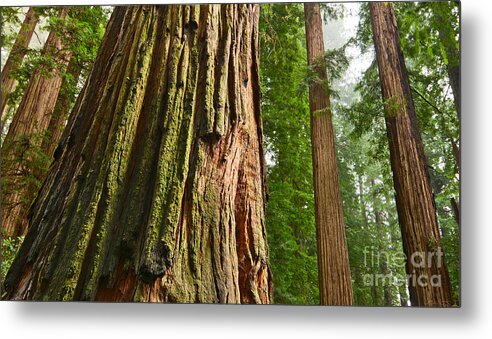 Redwoods Metal Print featuring the photograph The beautiful and massive giant redwoods Sequoia sempervirens in Redwoods National Park. #2 by Jamie Pham