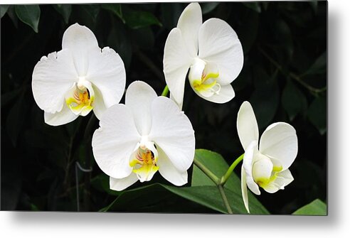 Orchid Metal Print featuring the photograph White orchids by Sue Morris