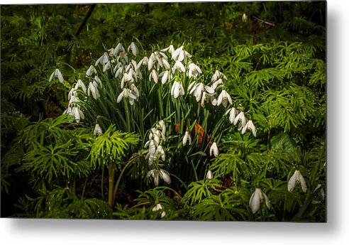 Berkshire Metal Print featuring the photograph Snowdrop Woods #4 by Mark Llewellyn