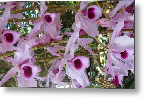 Orchid Metal Print featuring the photograph Orchids--Dendrobium #6 by Xueyin Chen