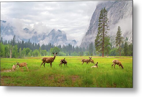 Roe Deer Metal Print featuring the photograph A Feeling Of Ancient Time by Dianne Mao