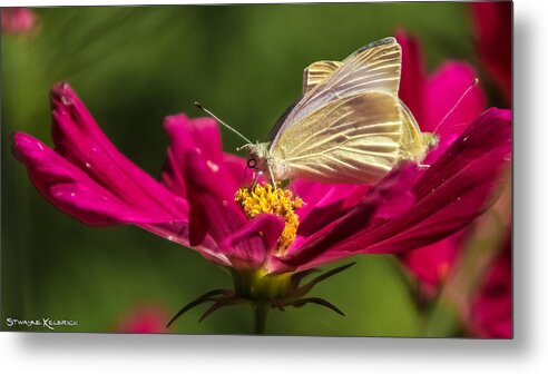 Butterfly Metal Print featuring the photograph A Georgous butterfly macrophotography by Stwayne Keubrick